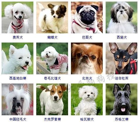 屬比狗|犬種列表